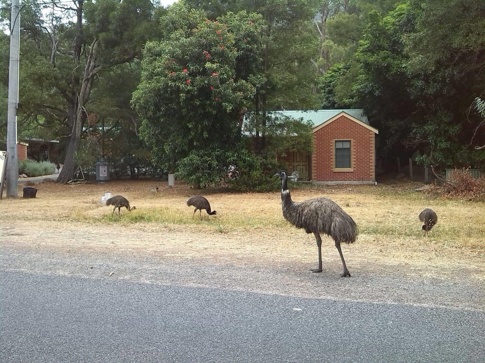 Heatherlie Cottages Halls Gap Esterno foto